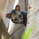 Common Palm Civet